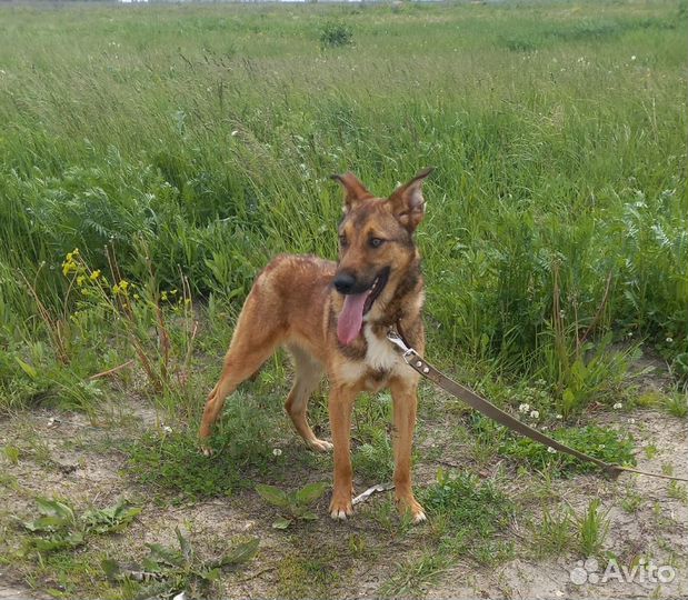 Собака бесплатно