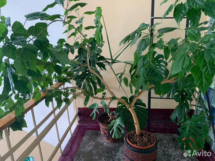 Роза китайская или гибискус (дерево)