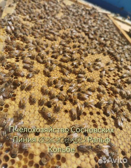 Пчелопакеты Карника, Бакфаст 2025