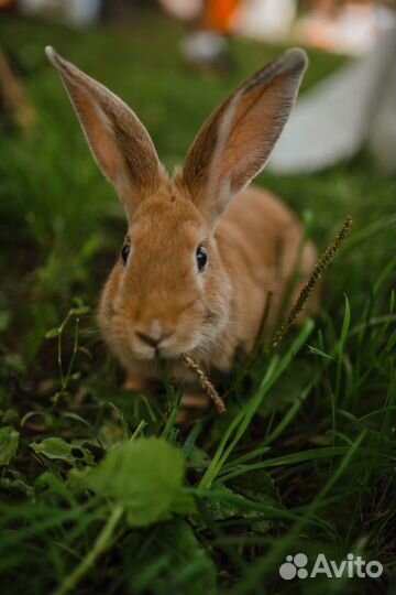 Домашний кролики для фотосессии