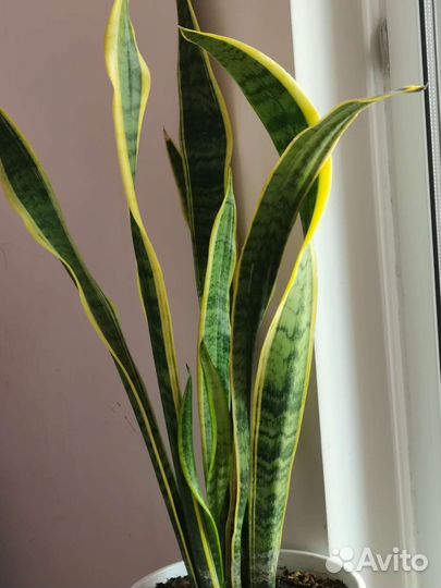 Сансевиерия