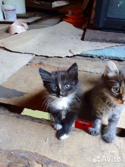 Котята в добрые руки бесплатно