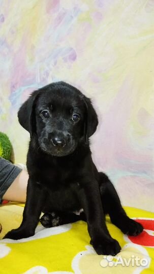 Щенки лабрадора