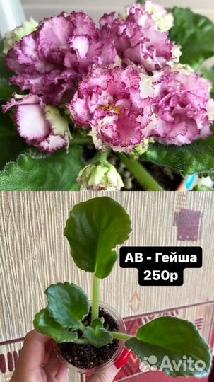 Сортовые фиалки