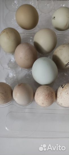 Инкубационное Яйца куропатки кеклик Азиат и фазана