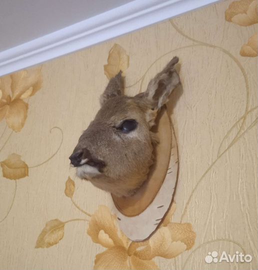 Чучело головы оленя