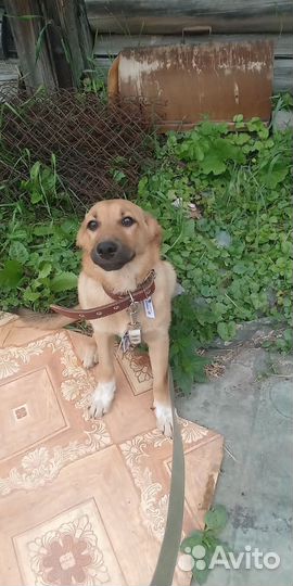 Щенок в добрые руки бесплатно