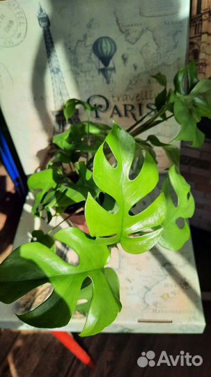 Монстера минима рафидофора тетрасперма