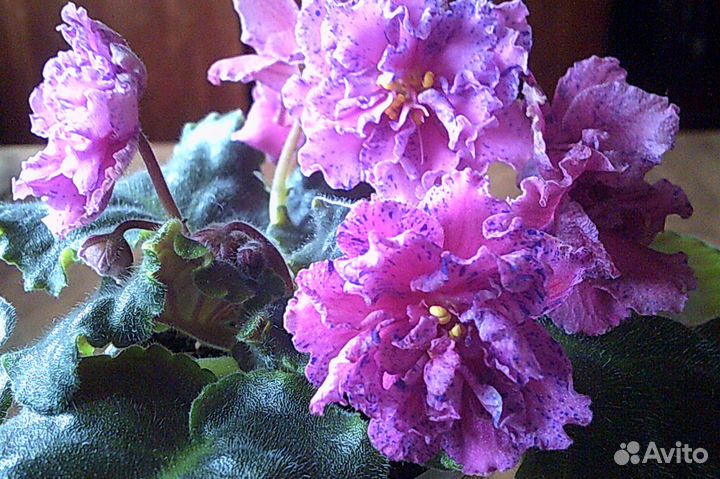 Сортовые фиалки