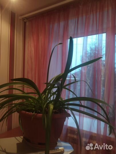 Кливия. Доставка