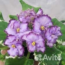 Любимые фиалки