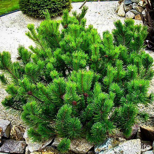 Сосна горная