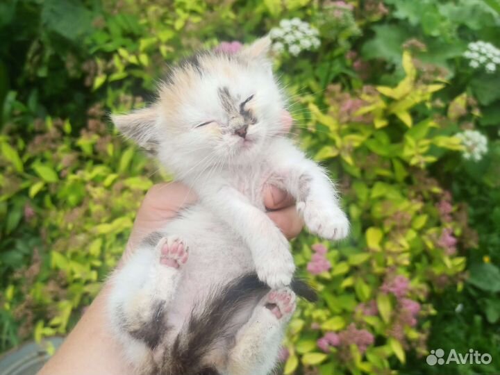 Котята (девочки)в добрые руки бесплатно