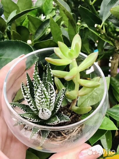 Флорариум круглый