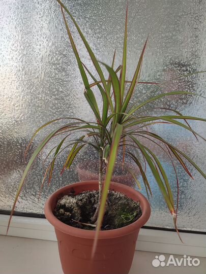 Пальма драцена