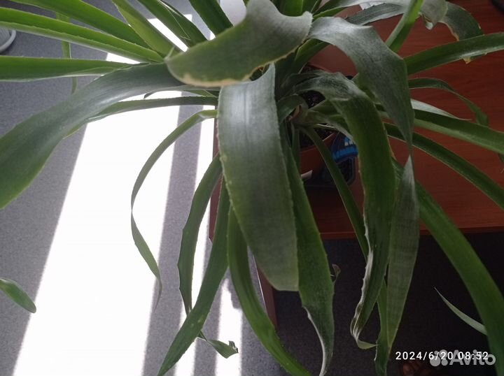 Бильбергия