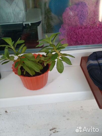 Азалия комнатная