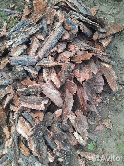 Кора сосны, лиственницы