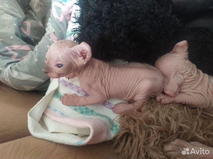 Канадский сфинкс Эльфики