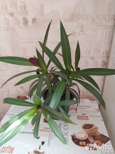 Рео(традесканция)