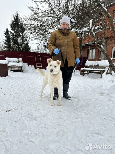Собака в дар