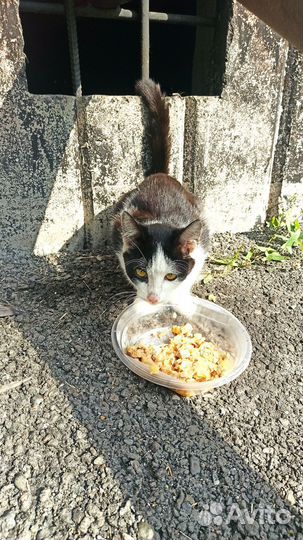 Ласковый котенок-мурчалка ищет любящую семью