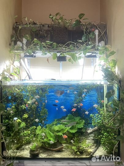 Аквариум