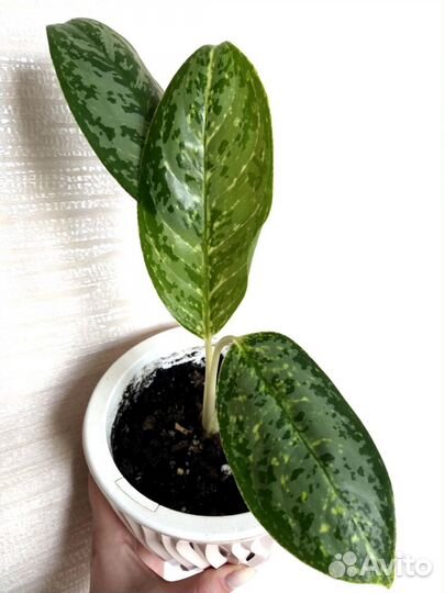 Аглаонема Грин Сан, Роял Даймонд, Страйпс