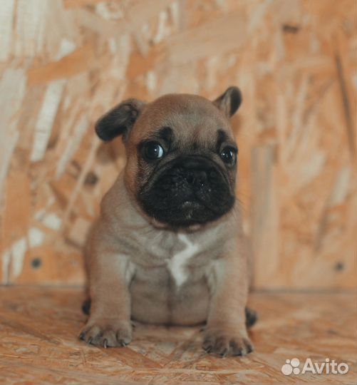 Яркие щенки