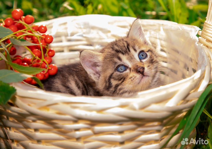 Котята в добрые руки приучены к лотку