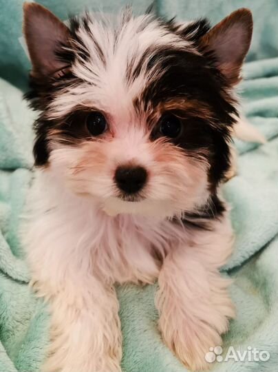 Биверенок девочка