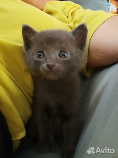 Котенок мальчик 1 мес