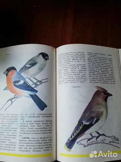 Книга о домашних животных