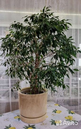 Фикус Бенджамина