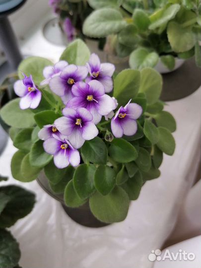 Мини фиалки