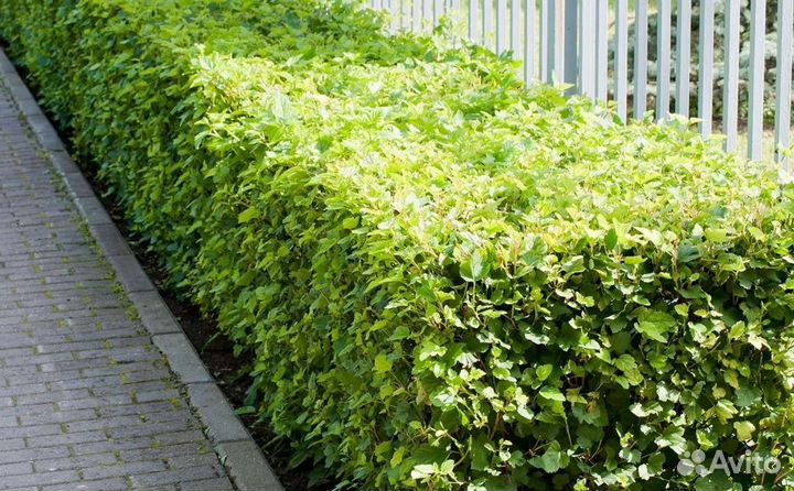 Живая изгородь