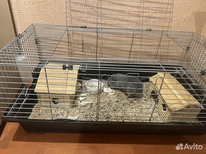 Морские свинки