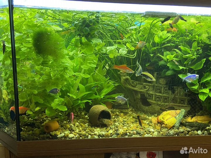 Аквариум juwel 220