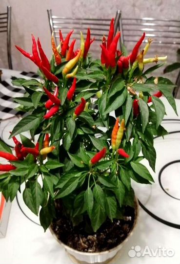 Перчик острый