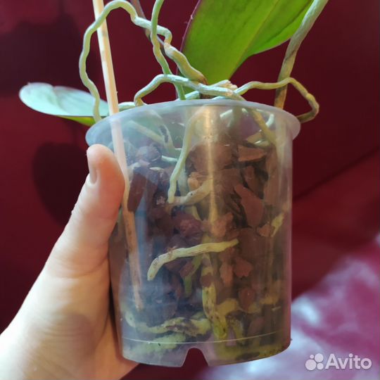 Орхидея фаленопсис Тайсуко Анна