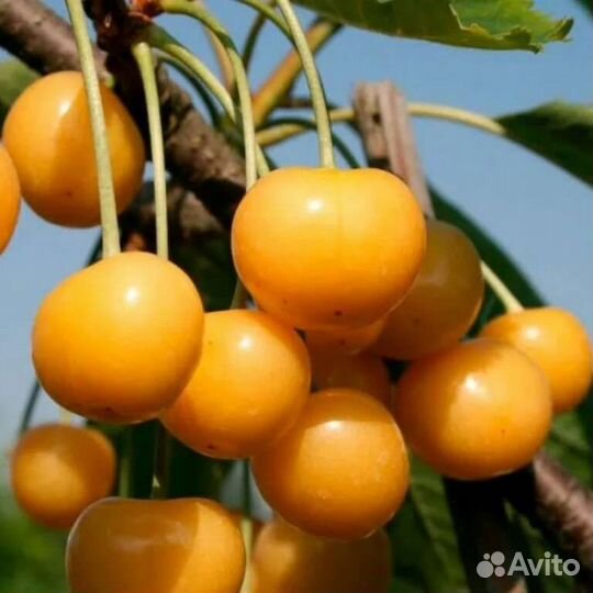 Саженцы Вишня Черешня дюк