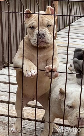 Американский булли - лиловый мерль девочка