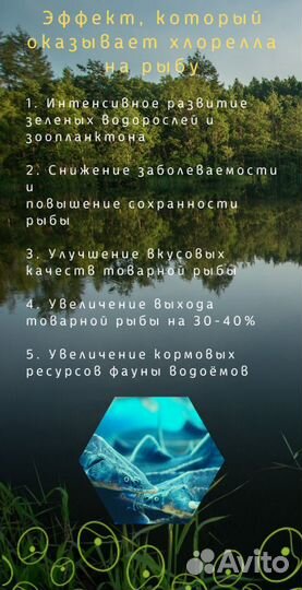 Хлорелла для очистки водоёмов. Производство Пермь