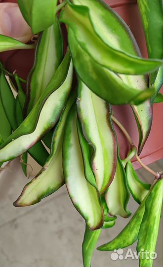 Хойи разные