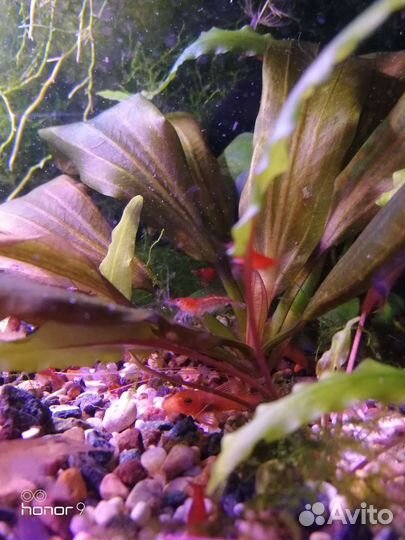 Сомик Анциструс супер рэд