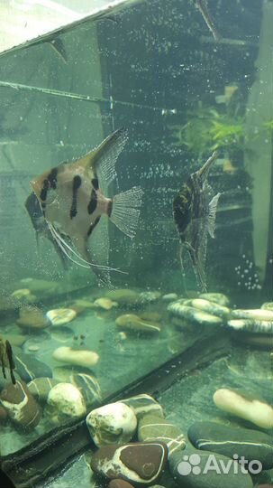 Аквариум с рыбками 120л