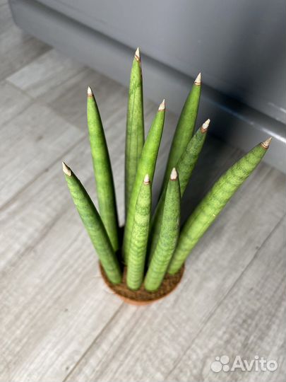 Сансевиерия цилиндрика