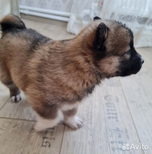 Отдам щенков в добрые руки. Мать и отец на фото