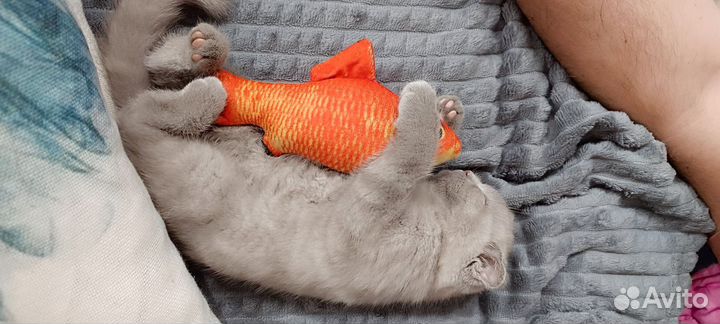 Шотландская вислоухая