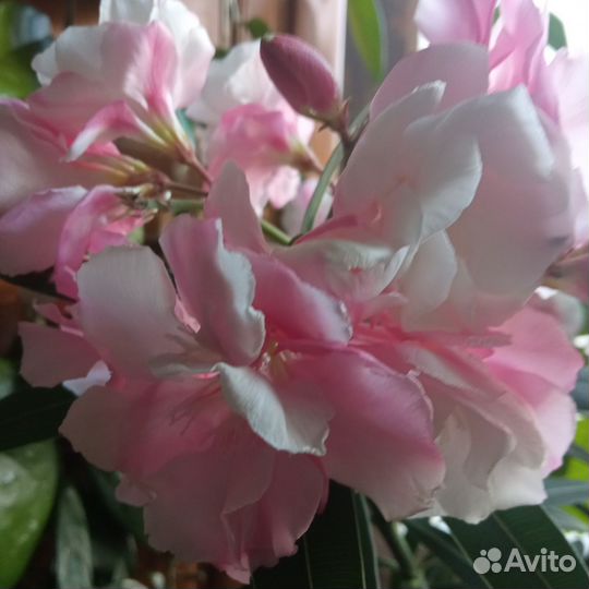 Олеандр розовый